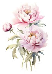 watercolor illustration peony bouquet, isolated on white background