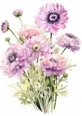 watercolor illustration scabiosa bouquet, isolated on white background