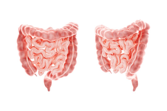 Human intestine isolated on white background, anatomy. Concept of health care, medicine, biology. 3D render, 3D illustration, copy space, photorealism.