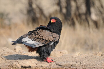 A bateleur eagle on the ground with ruffled feathers
