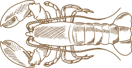 Hand Drawn Illustration Of Lobster
