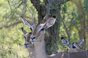 Close-up of a herd of impala antelope