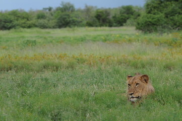 A young male lion lounging in a grassy field