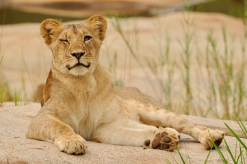 A young lioness winking on a rock in a dry riverbed