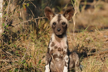 A young wild dog pup with a full belly