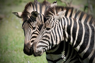 Two zebras in a grass field interacting © Steven