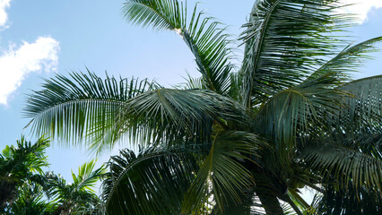 Fototapeta na wymiar Tall coconut trees with trunks reaching to the sky shaded by shady, green coconut tree leaves against a blue cloudy sky