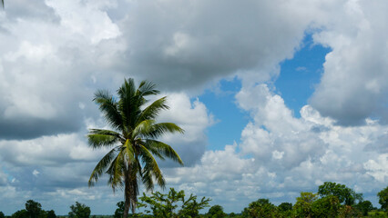 Beautiful panoramic view of a green field filled with tall trees and green grass on a sunny morning with an amazing cloudy blue sky.