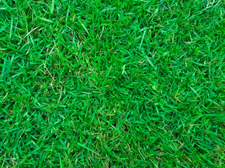 sports field grass