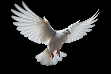 white dove flying isolated on a black background