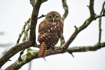 Ferruginous Pygmy owl, Glaucidium brasilianum, Calden forest, La Pampa Province, Patagonia, Argentina.