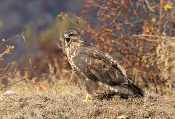 Common Buzzard in autumn mountain