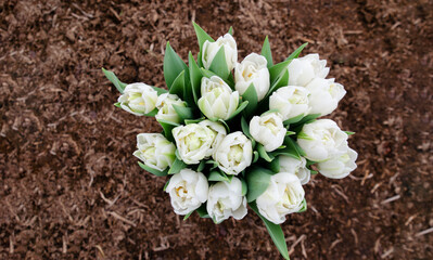 Bunches of tulips, ready for sale. Growing tulips for sale in stores.