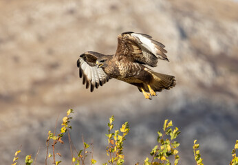 Common Buzzard in autumn mountain