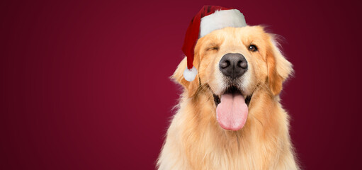 santa hat golden retriever dog blinking eye with mouth open on red background christmas
