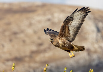 Common Buzzard in autumn mountain
