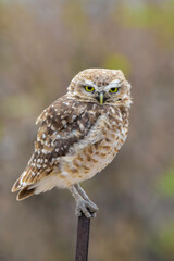 Burrowing Owl perched, La Pampa Province, Patagonia, Argentina.