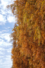 綺麗に紅葉したメタセコイヤの葉