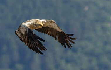 Egyptian vulture in natural habitat in Bulgaria