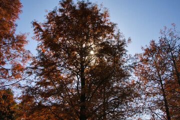 綺麗に紅葉したメタセコイヤの葉