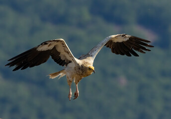 Egyptian vulture in natural habitat in Bulgaria