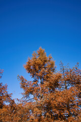 Fototapeta premium 綺麗に紅葉したメタセコイヤの葉