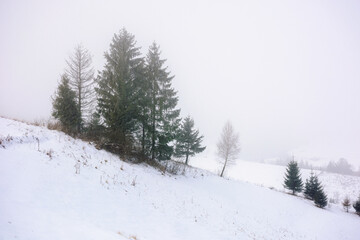 nature winter scenery on a foggy day. landscape with trees on a snow covered hills in fog
