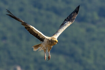 Egyptian vulture in natural habitat in Bulgaria