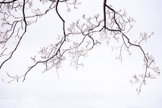 ice frozen leafless branch of a tree. misty nature background in winter