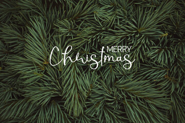 monochrome green background of spruce branches. card text merry Christmas
