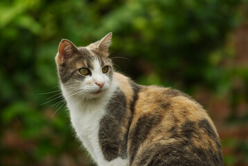 Portrait of a lovely domestic cat - 688031200