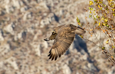 Common Buzzard in autumn mountain