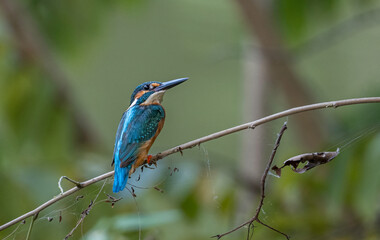 Common Kingfisher