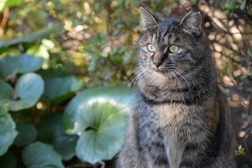 興味津々な地域猫