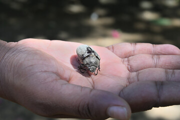 A coconut beetle's dead body, which is dry and empty, is on top of a woman's palm