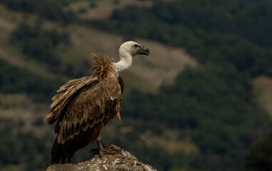 Griffon Vulture (Gyps fulvus) on feeding station