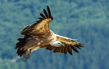 Griffon Vulture (Gyps fulvus) on feeding station