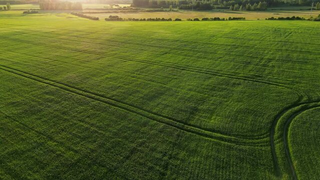 Aerial View of endless green agricultural field on Sunrise. Drone flying over harvest crops on wheat field in summer time. Estonian landscape. Agronomic industry. Agrarian region. Cinematic aerial