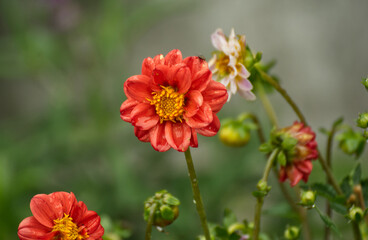 Beautiful dalia flower in the garden - 688032002