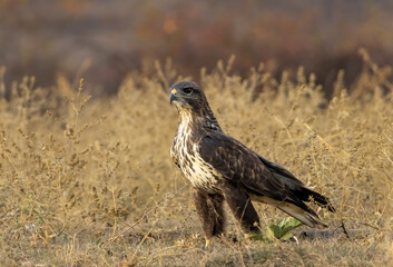 Common Buzzard in autumn mountain