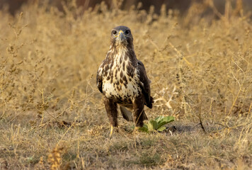 Common Buzzard in autumn mountain