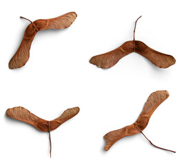 Helicopter Seeds