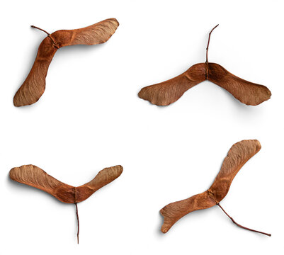 Helicopter Seeds