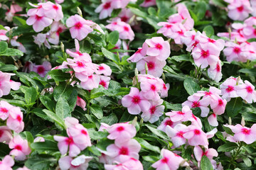 Group of pink Cayenne Jasmine with droplets beautiful in the garden background