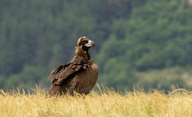 Cinereous vulture sitting on feeding station