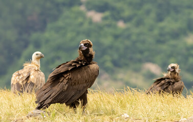 Cinereous vulture sitting on feeding station