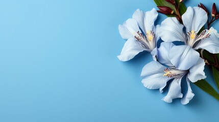 Fototapeta na wymiar Flower Siberian Iris Sibirica, HD, Background Wallpaper, Desktop Wallpaper