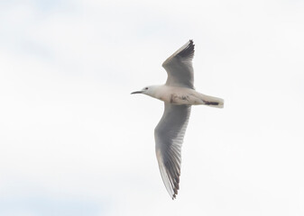 Slender-billed Gull (Chroicocephalus genei) in flight