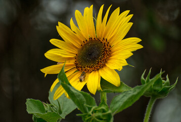 Beautyful sunflower in the garden - 688033879