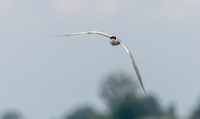 Common Tern (Sterna hirundo) in flight